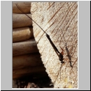 Ephialtes cf manifestator - Schlupfwespe 04a 16mm-fdet03.jpg